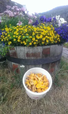a bowl of leaves in front of a bucket of flowers at Gamlestugu Greivjord Fjellgard in Tuddal