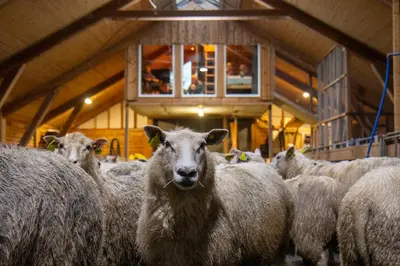 a herd of sheep standing in a barn at Unik fjøsleilighet in Levanger
