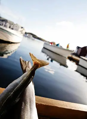 a dolphin is sticking its head out of a boat at Marthas Rorbu in Bakkasund