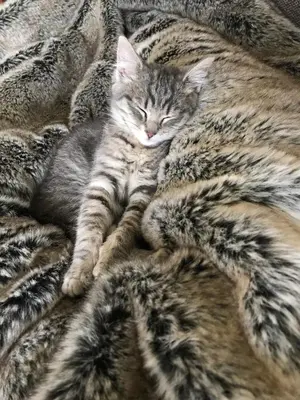 a cat sleeping on top of a blanket at Drengstua på Dahl Østre in Stange