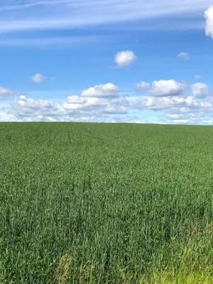 a large field of green grass with a blue sky at Drengstua på Dahl Østre in Stange