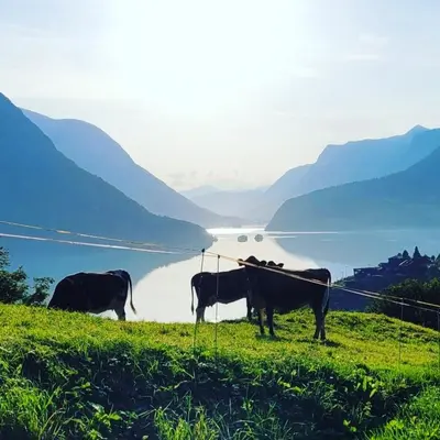 three cows standing on a hill near a body of water at Flohytta in Stryn