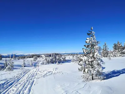 a snow covered pine tree in a snow covered field at Bakka in Bakka