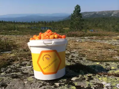 a cup of oranges sitting on top of a mountain at Bolkesjø Gaard in Notodden