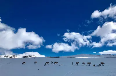 a group of animals walking in the snow at Skarehaug - koselig hytte med 3 soverom in Eggedal
