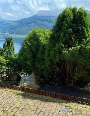 a large tree in front of a body of water at Sukkertoppen Apartment in Ålesund