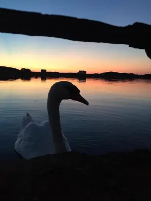 a swan swimming in the water at sunset at Atlantic Panorama in Vevang
