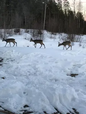 three wolves walking in the snow at In the middle of Trysil fjellet - Welcome Center - Apartment with 4 bedrooms and sauna - By bike arena and ski lift in Trysil