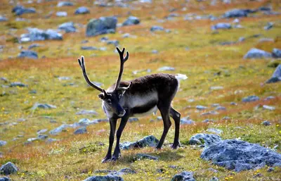 a antelope with large horns standing in a field at Jotunheimen Arctic Domes in Beitostøl
