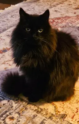 a black cat is sitting on a rug at Between Fjord og Glacier in Ålfoten