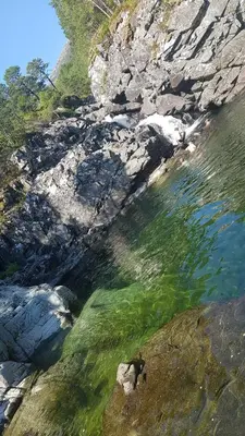 a dog standing in the water next to a rocky shore at Between Fjord og Glacier in Ålfoten