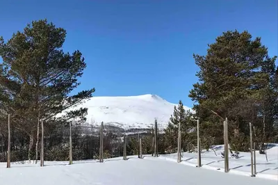 a snow covered mountain in the distance with trees at Fjellro Mountain Cabin in Oppdal