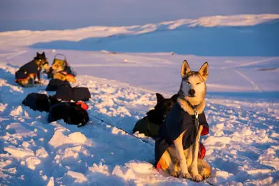 a group of dogs sitting in the snow at Gausta View in Gaustablikk