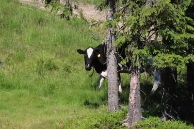 a black and white cow standing next to a tree at Cozy Apartment by the slopes in Kvitfjell Vest in Favang
