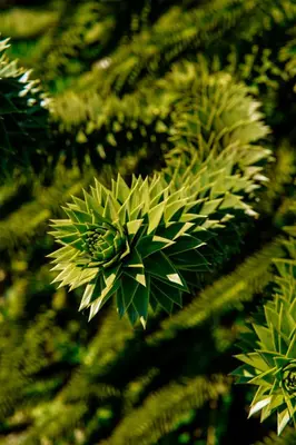 a group of green leaves on a tree at VILLA BRATTHOLMEN in Brattholmen
