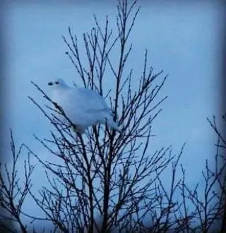 a white bird sitting on top of a tree at Snøhetta Camping in Hjerkinn