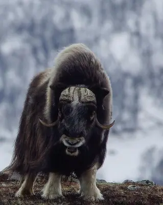a ram with long horns standing on a mountain at Snøhetta Camping in Hjerkinn