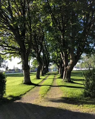 a row of trees in a park with grass at Sjarmerende hus med veldig stort uteareal. in Brekstad