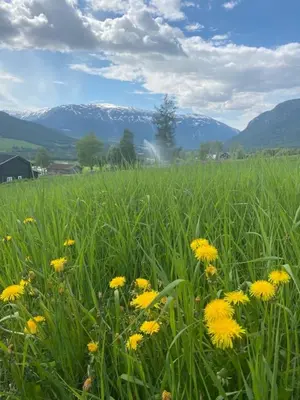 a field of yellow flowers in a field of grass at Stort og autentisk hus i Skjåk - kort vei til Lom! in Skjåk
