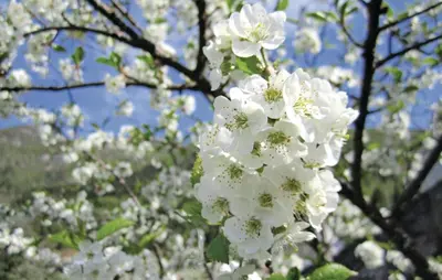 a close up of white flowers on a tree at Holiday Home Jondal Torsnes in Jondal
