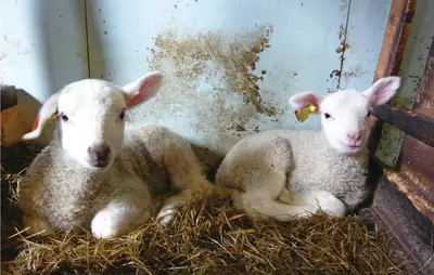 two lambs laying in the hay in a barn at Holiday Home Isfjorden Isfjorden in Isfjorden
