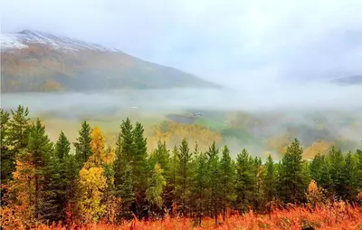 a foggy valley with trees and a mountain at Holiday Home Heidal Bakketun in Heidal
