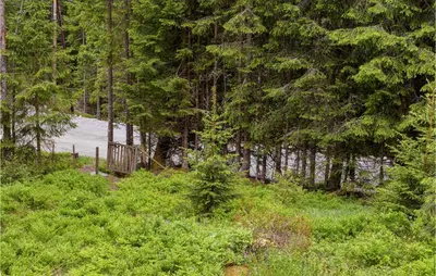 a group of trees and a road in a forest at Holiday Home Hurdal Steinsjøveien in Hurdal