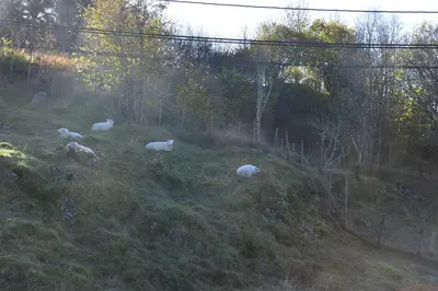 a group of white sheep grazing in a field at Guesthouse in Manger, Radøy Island in Kollstad