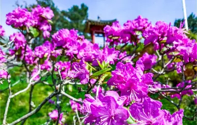 a bunch of pink flowers in a garden at Cozy Home In Bruvik With Wifi in Bruvik