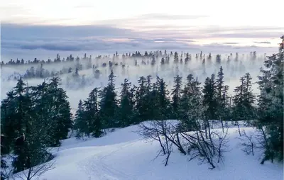 a view of a snow covered forest with trees at 3 Bedroom Awesome Home In Svingvoll in Svingvoll
