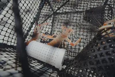 a insect is sitting on a net at Skjolden Resort in Skjolden