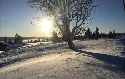 a tree in the snow with the sun in the background at Fjellheimen Nr 104 in Sjusjøen