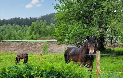 two horses standing in a field next to a fence at 6 Bedroom Beautiful Home In Vossestrand in Vossestrand