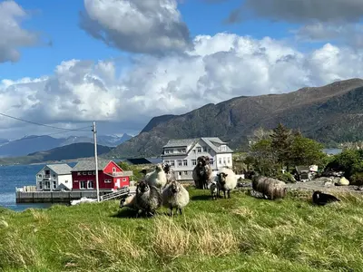 a herd of sheep standing on top of a hill at Torvholmen in Fosnavåg