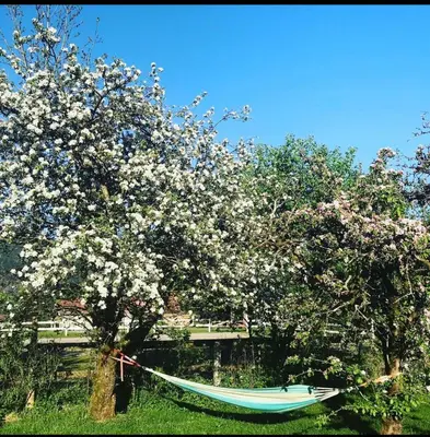 a hammock under a tree with flowers on it at Dr Haave- middle of nowhere, pikeværelset in Sand