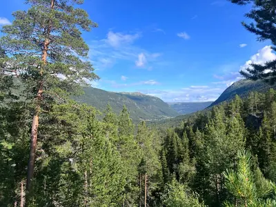a view of a forest of trees and mountains at Timber Lodge in Uvdal Skisenter VIEW/WIFI in Sønstebø