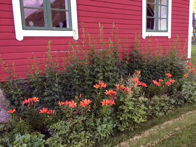 a red house with flowers in front of it at Overvoll Farm in Stranda