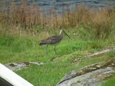 a bird standing in the grass near the water at Apartment , Øygarden, Bergen in Torsteinsvik