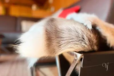 a dog with its paw sticking out of a box at Voss Waterfalls - Norway Mountain Cabin & Traveller Award Winner! in Vossevangen
