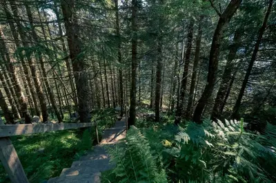 a wooden path through a forest with trees at Modalen Fjord Cottage in Mo