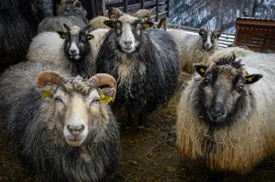 a herd of sheep standing in a barn at Skåbu Fjellhotell in Skåbu