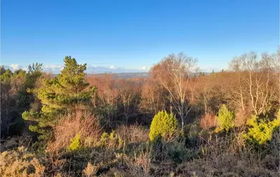 an aerial view of a forest with a pine tree at 4 Bedroom Stunning Home In Auklandshamn in Tjernagel