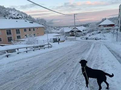 a dog standing in the middle of a snow covered road at Cosy house with sunny terrace, garden and fjord view in Bergen