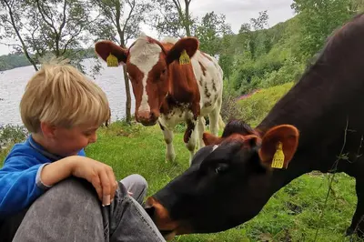 a young boy is looking at two cows at Small Basement Apartment Private Entrance Nice View in Fitjar