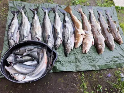a bunch of fish are lined up on a table at Kleines Haus am Fjord in Sør-Eidem