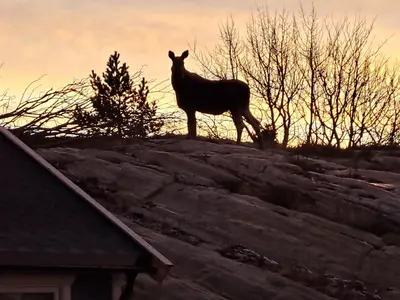 a goat standing on top of a hill at Kleines Haus am Fjord in Sør-Eidem