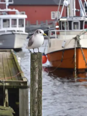 a bird sitting on a wooden post near boats at Bud Camping in Bud