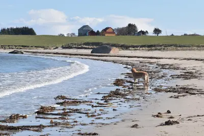 a gazelle standing on a beach near the water at Bud Camping in Bud