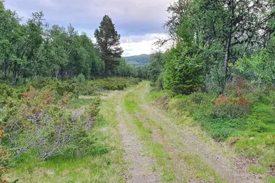 a dirt road in the middle of a field at Cozy log cabin at beautiful Nystølsfjellet in Gol