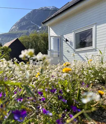a field of flowers in front of a house at Cozy house in Eidfjord in Eidfjord